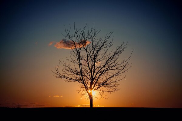 Árbol en el fondo de la puesta del sol