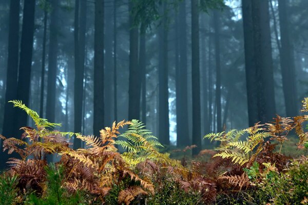 Herbstlicher Paportnik im Nebelwald