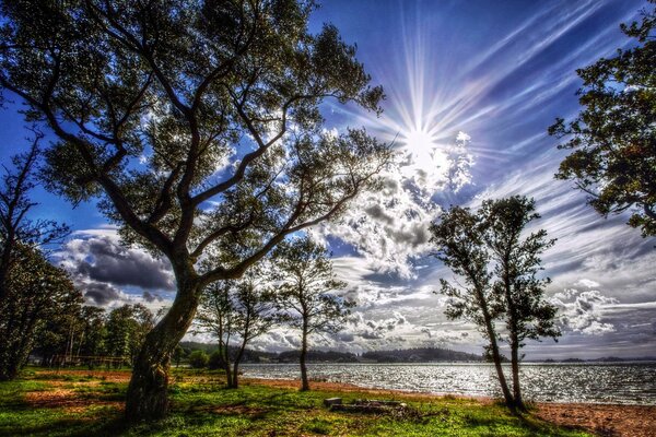 La bellezza della natura nelle corone degli alberi e nelle nuvole