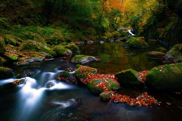 Осенний лес каменистая река