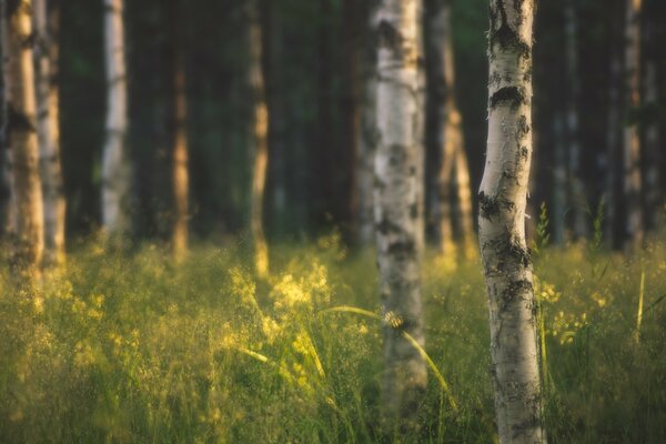 Beautiful Russian slender birches