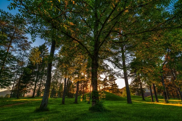 Bosque Noruego al amanecer