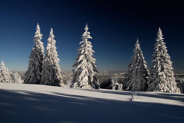 Landschaft von schneebedeckten Tannen und blauem Himmel