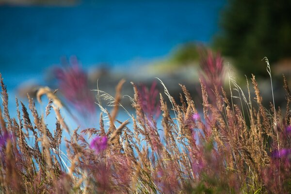 Photo of grass and spikelets morning