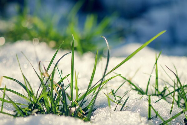 Hierba verde de primavera en la nieve