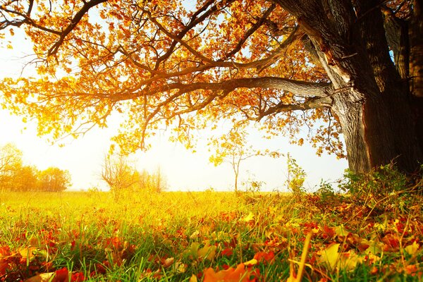 Branches of a large tree, grass and leaves in the golden rays of the sun