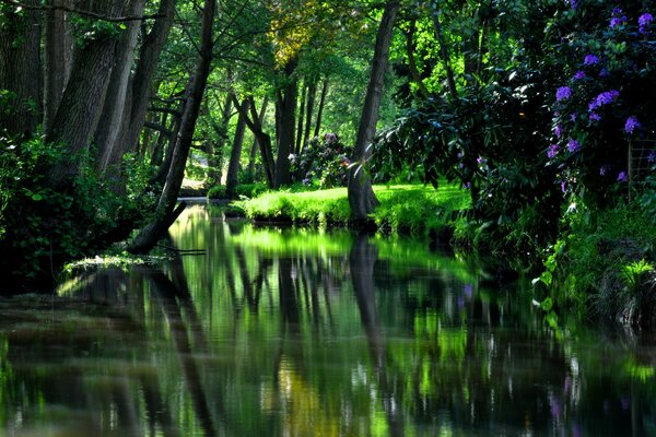 Reflejo del bosque en el agua hdr