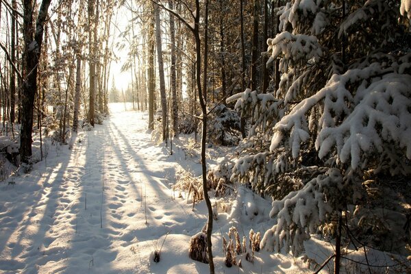 Sonnenstrahlen im verschneiten Wald