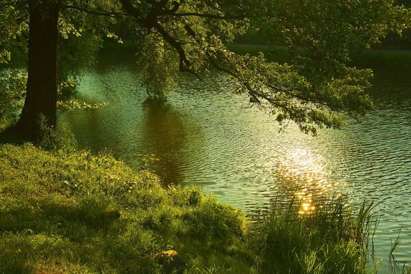 Sunny weather and a tree by the river