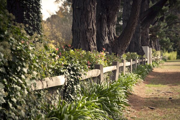 Hedge and bushes by the path in the forest