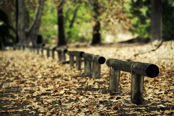 The alley in the autumn forest is fenced