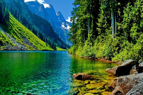 Couleurs vives de l été avec une rivière de montagne