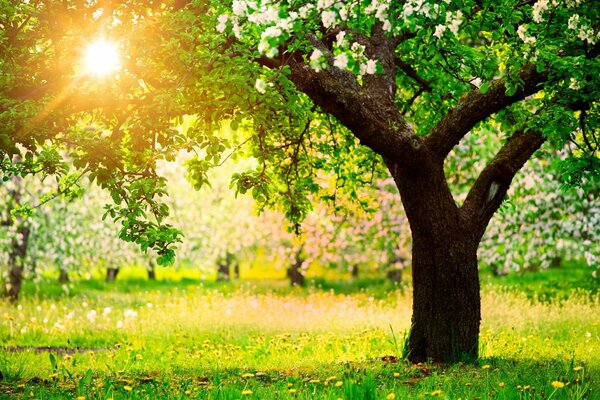 Spring morning with blooming apple trees