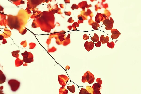 Autumn twigs with leaves on a white background