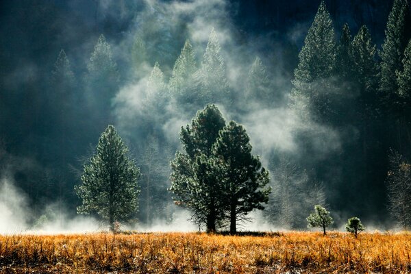 Small trees on the background of a foggy spruce forest