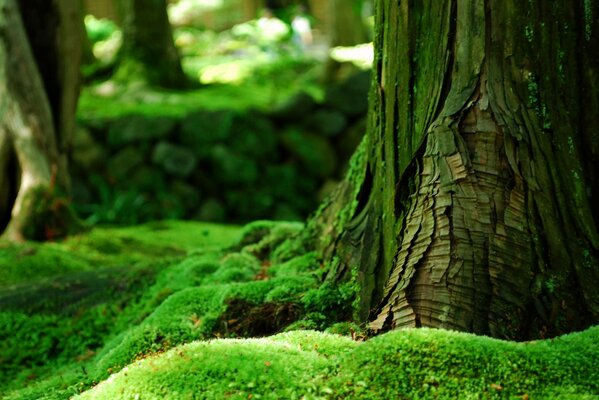 Corteza de árbol cubierta de musgo verde