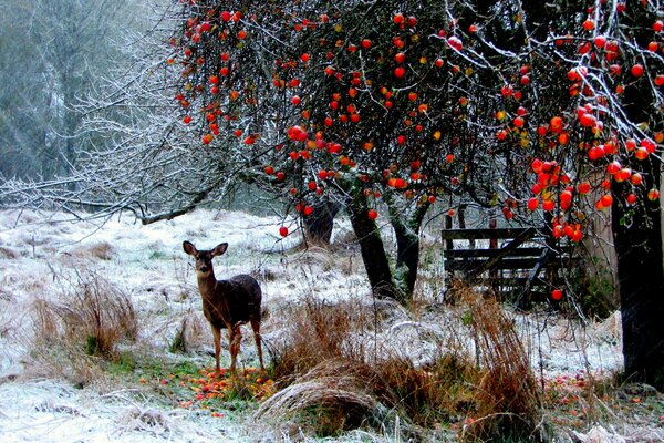 Venado vino a comer manzanas de gallo en la nieve