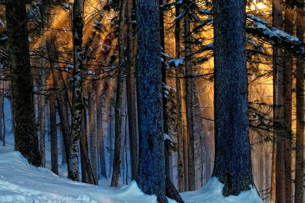 Baumstämme im Winter im Licht