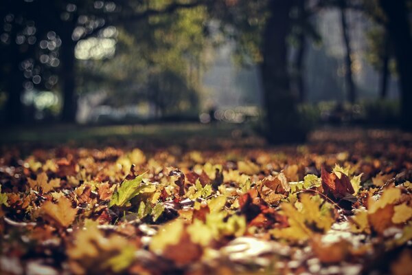 Jesienny piękny park z liśćmi z drzew
