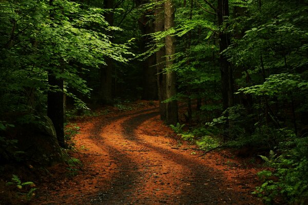 Turn of the road in the summer forest