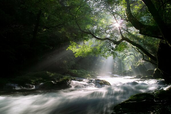 Les rayons du soleil illuminent la rivière de la forêt