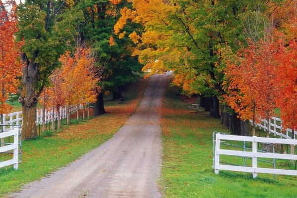 The road in the autumn forest. Autumn landscape in the suburbs