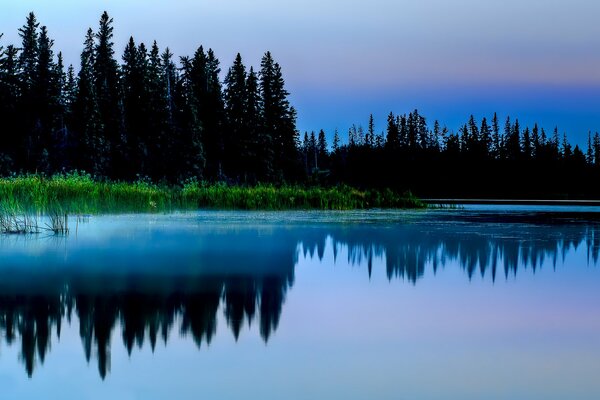 Reflejos del bosque en el lago brumoso