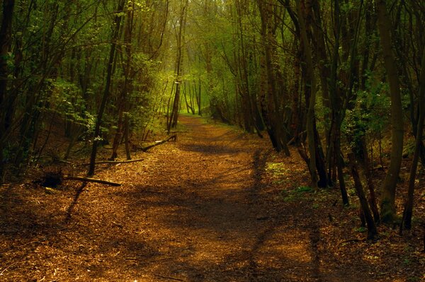 Wanderweg im Wald , einsamer Wald