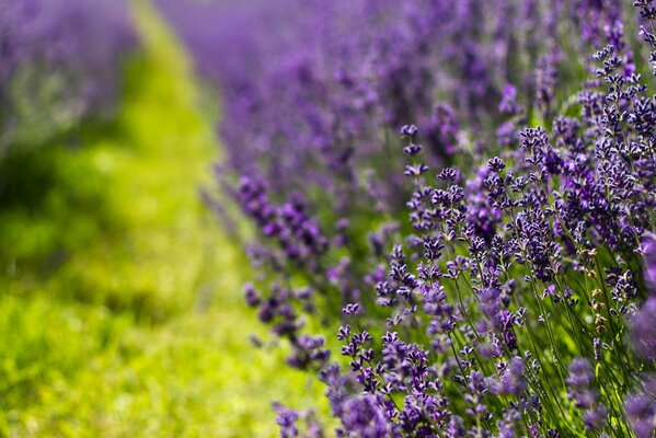 A blurred lavender field. Summer