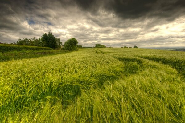 Der Himmel ist mit Wolken über dem Feld bedeckt