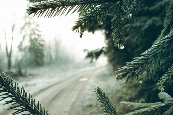 Foggy morning and green fir trees