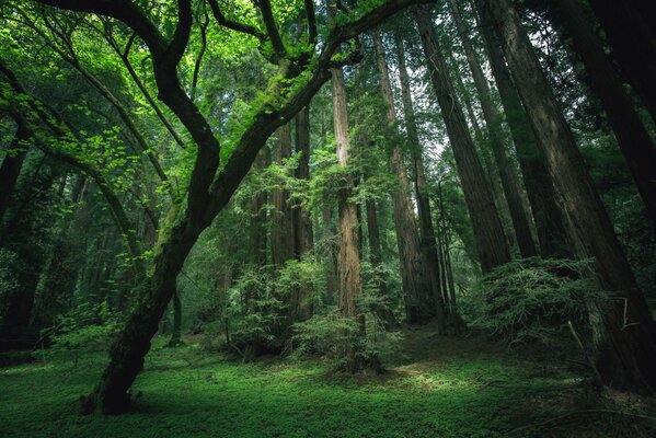 La nature de la forêt dans toute sa magie