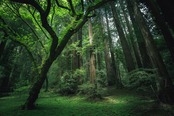 La natura della foresta in tutta la sua magia