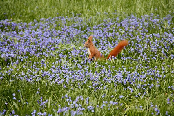 Wiewiórka pole kwiaty Natura