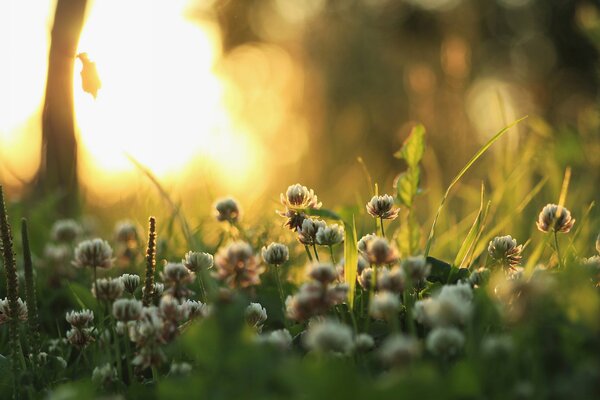Flores de trébol en la hierba contra el sol de la mañana