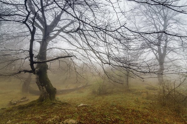 Exciting steppes , mysteries of misty branches