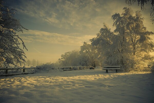 Naturaleza en invierno en el parque en la nieve