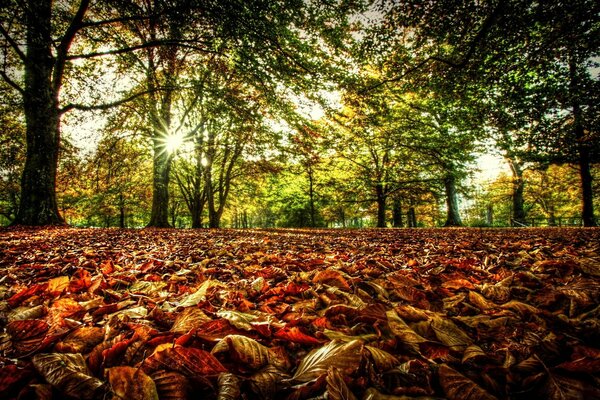 Autumn leaves on the ground. Spring forest