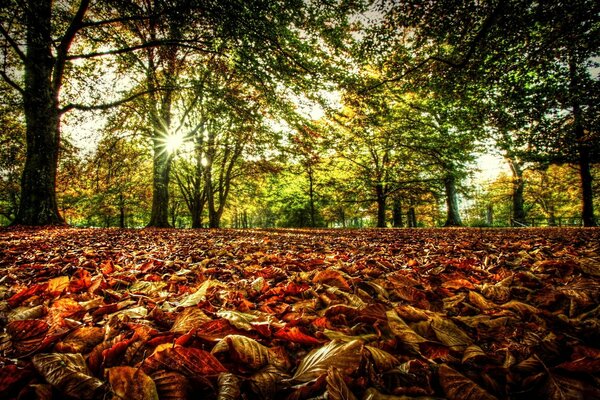 Осенние листья на земле. Весенний лес