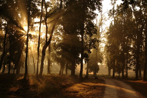 The rays of the sun make their way through the trees on the outskirts of the forest