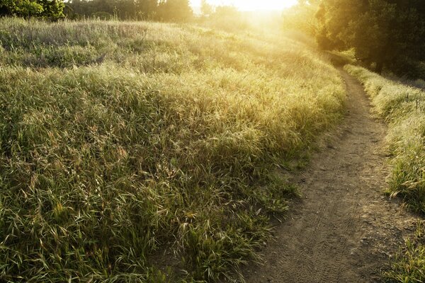 The road to the field in summer