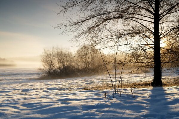 Pratoptvnnnaya la llanura Nevada entre los arbustos dormidos invernales y los árboles en los rayos del sol de la mañana invernal