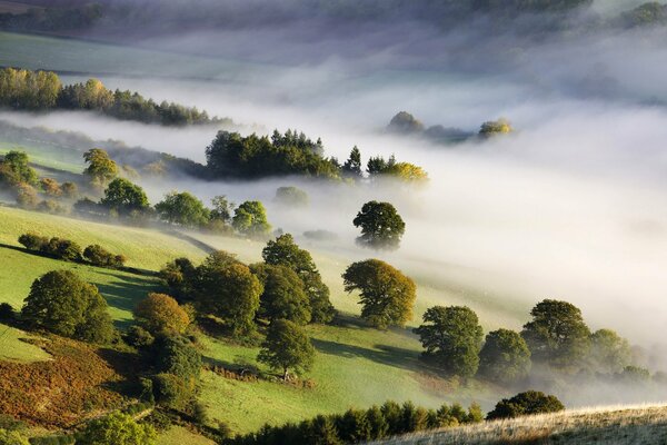 Morgennebel bedeckt das Tal mit Bäumen