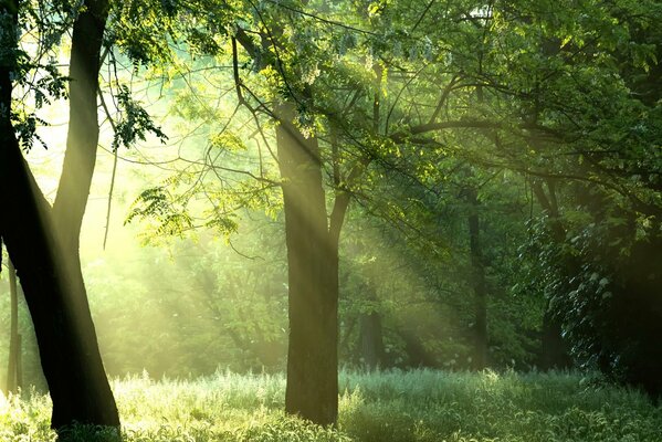 The rays of the sun breaking through the crowns of trees