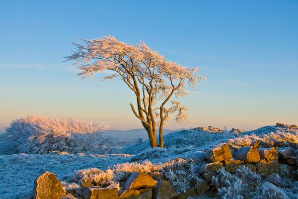 Desktop-Hintergrund Winter Natur