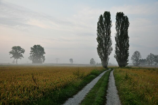 Route entre les peupliers dans le brouillard