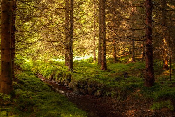 Dans la forêt vit différents animaux, vous pouvez y rencontrer des ours