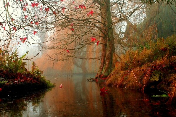 Bosque de otoño junto al lago y hojas que caen