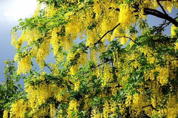 No un árbol ordinario de flores amarillas parece un paraíso