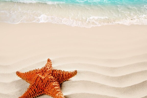Estrellas de mar en la arena en la naturaleza